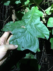 Quercus falcata pagodifolia