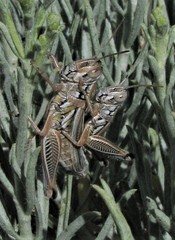 Hesperotettix viridis viridis