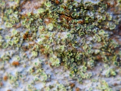 Caloplaca obscurella