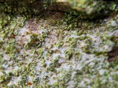 Caloplaca obscurella