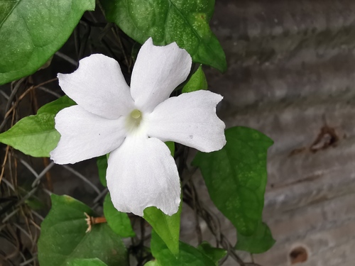 Thunbergia image