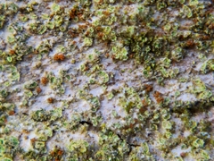 Caloplaca obscurella