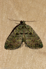 Austrocidaria callichlora