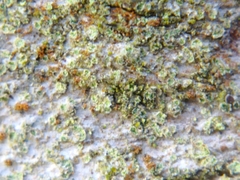 Caloplaca obscurella