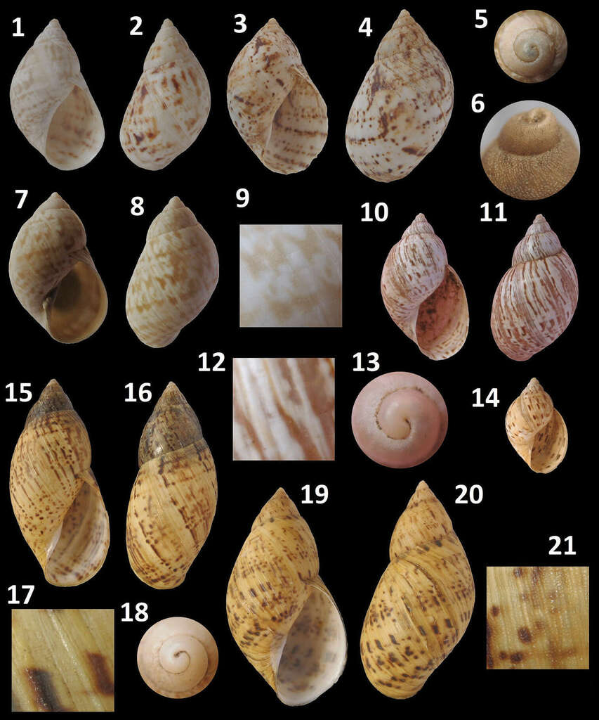 Plectostylus punctulifer