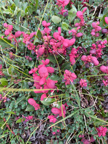 Exobasidium vaccinii-uliginosi