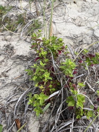 Trichostema nesophilum, photograph 2