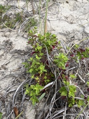 (c) harrier, some rights reserved (CC BY) Trichostema nesophilum, photograph (c) harrier, some rights reserved (CC BY)