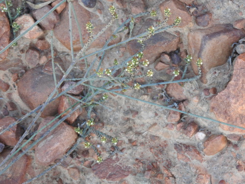 Whip Rootthug (Thesium flexuosum)