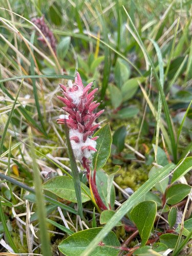 Arctic Willow