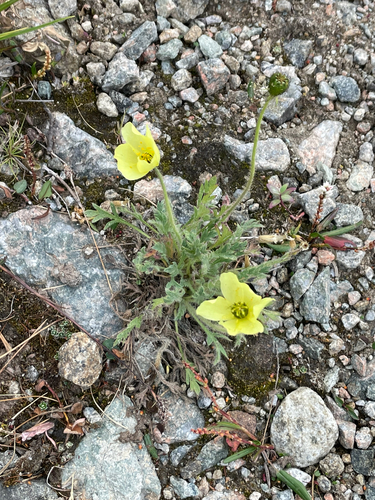 Arctic Poppy