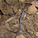 Sagalla Caecilian - Photo (c) 116916927065934112165, some rights reserved (CC BY), uploaded by 116916927065934112165