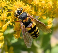 Bicyrtes insidiatrix