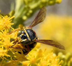 Bicyrtes insidiatrix
