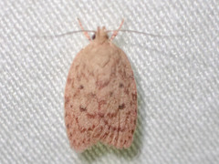 Garrha repandula