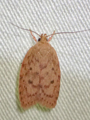 Garrha repandula