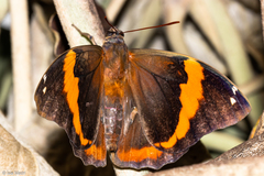 Opsiphanes invirae amplificatus
