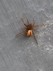 Theridiidae