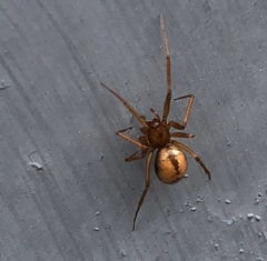 Theridiidae