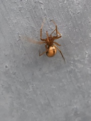 Theridiidae