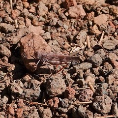 Trimerotropis modesta