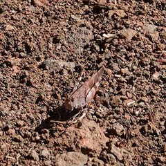 Trimerotropis modesta