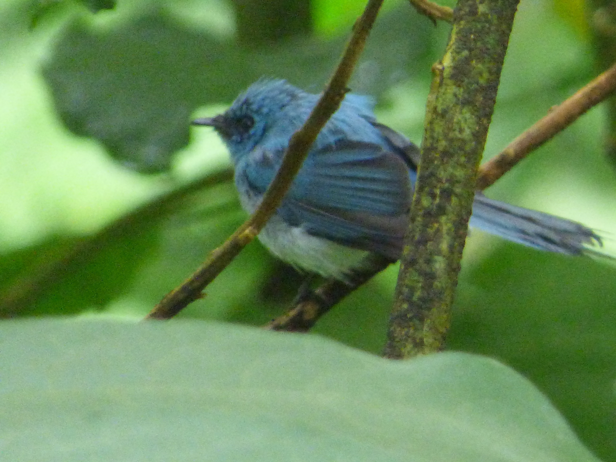 African Blue Flycatcher (Elminia longicauda), photo 2