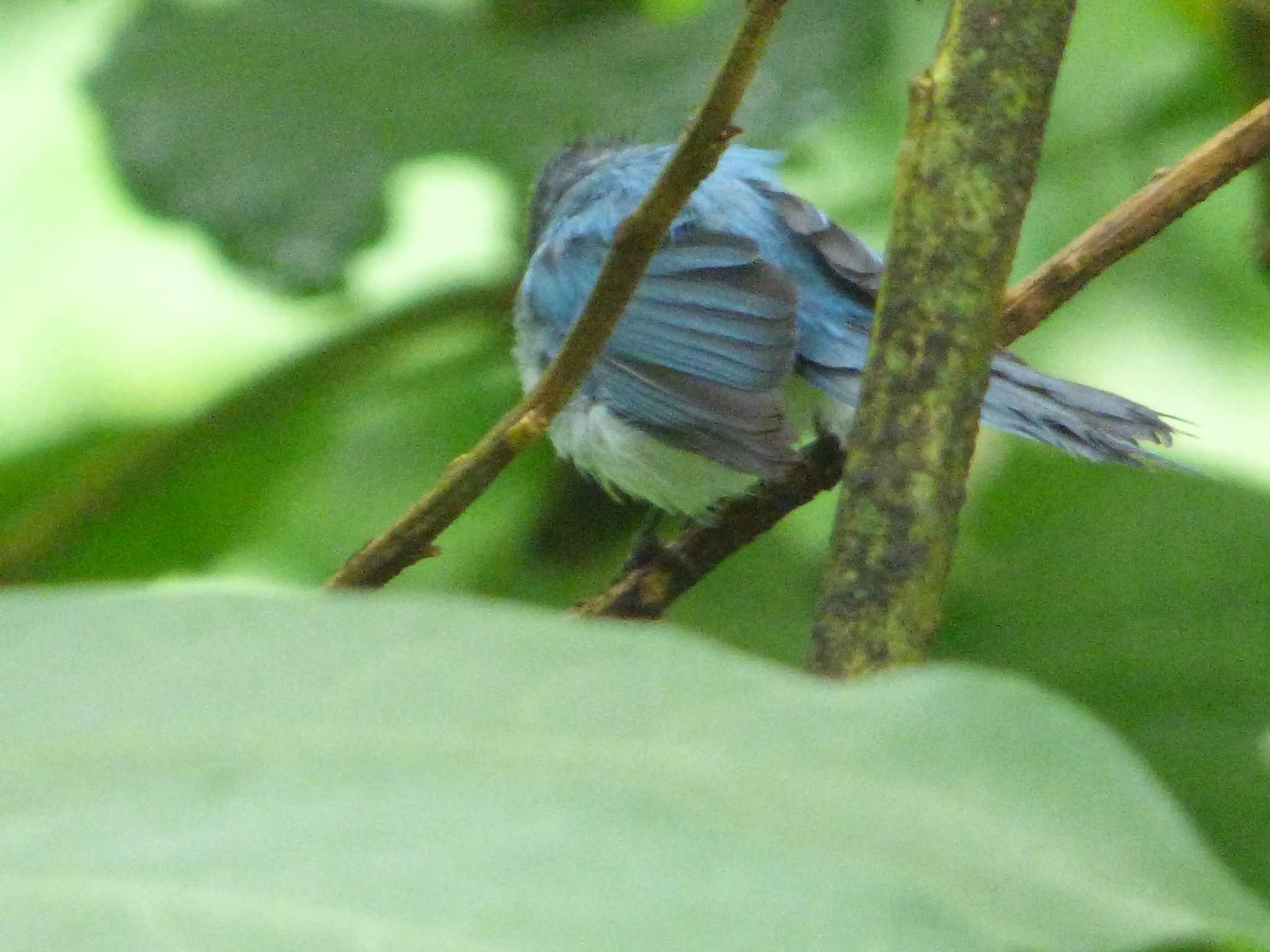 African Blue Flycatcher (Elminia longicauda), photo 3