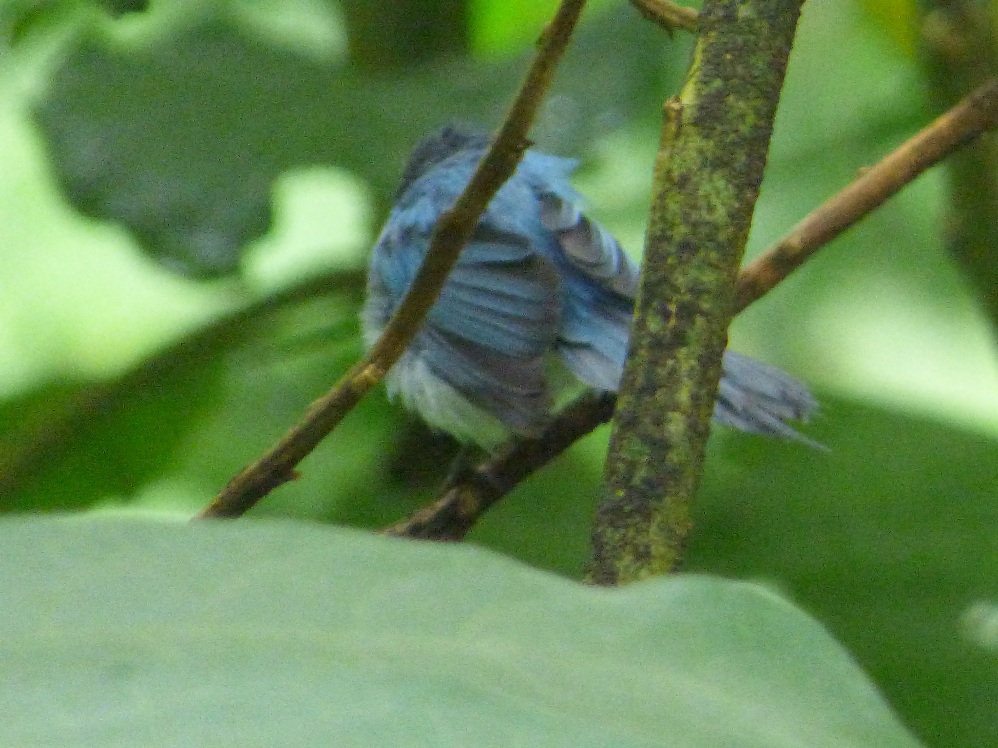 African Blue Flycatcher (Elminia longicauda), photo 4