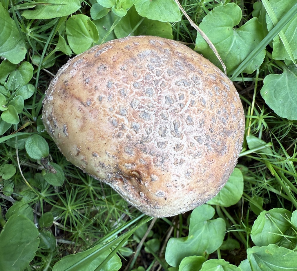Pallid Color Amanita Sect. Validae from Adams County, ID, USA on August 7, 2025 at ...