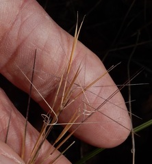 Aristida desmantha