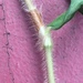 Persicaria hirsuta - Photo (c) Jeffrey Lee (he/him/his), algunos derechos reservados (CC BY), subido por Jeffrey Lee (he/him/his)