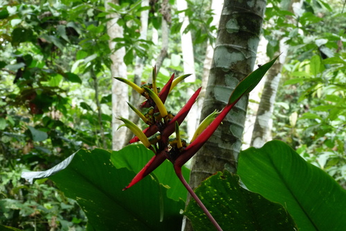 Image of Heliconia vaginalis by (c) Colin Meurk, some rights reserved (CC BY-SA)
