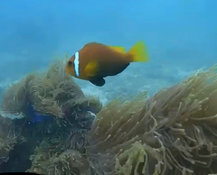 Clownfish