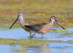 Asian Dowitcher photo 5