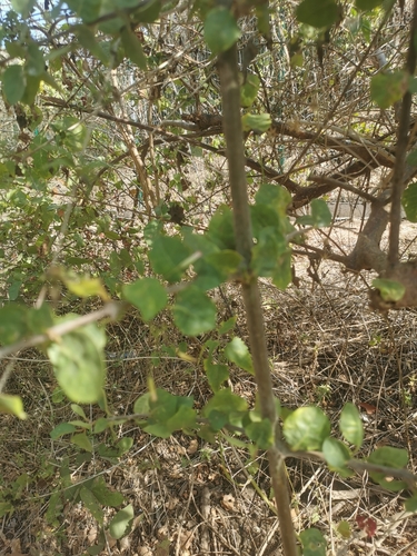 Pisonia capitata, photograph 6
