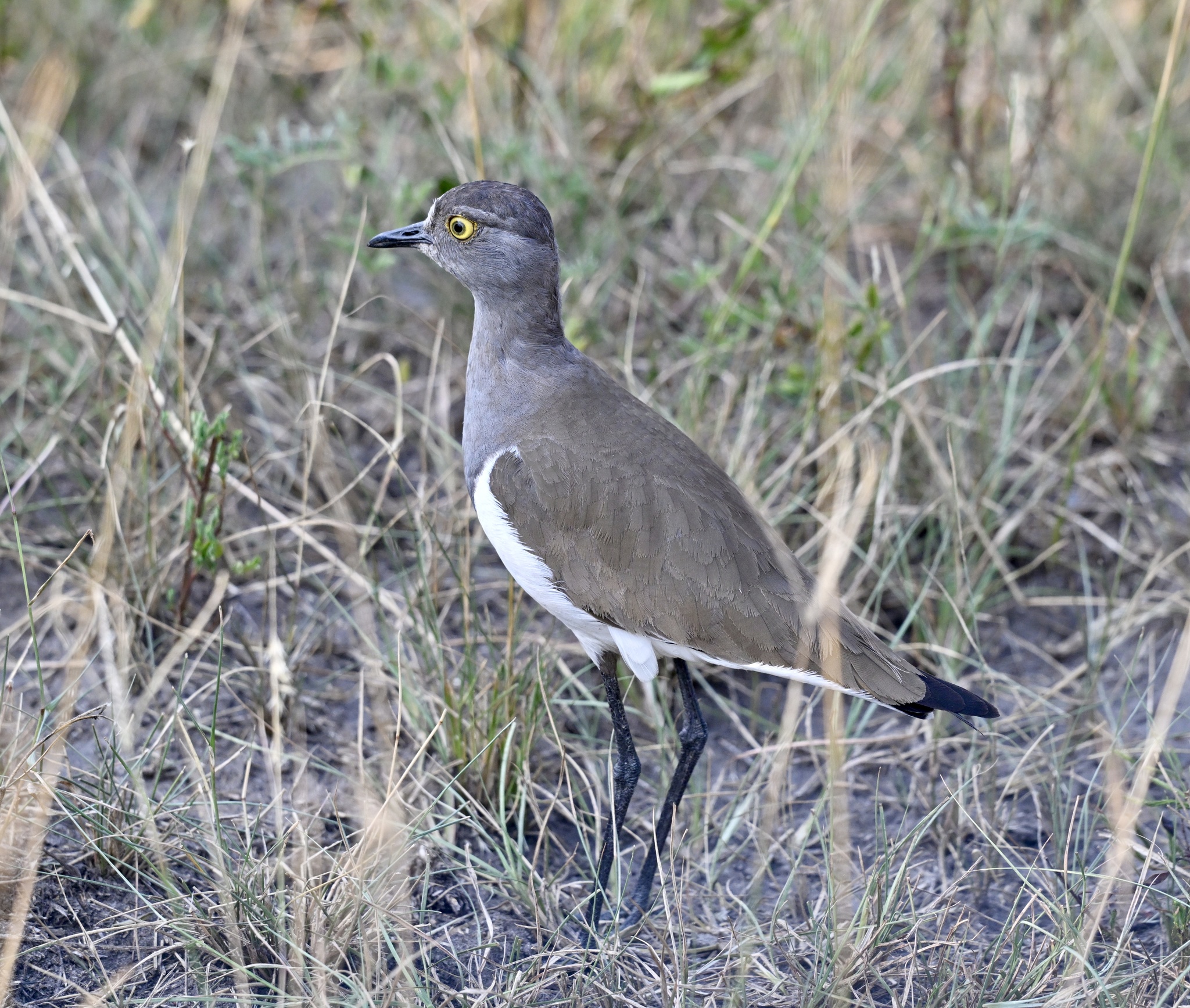 Senegal Lapwing (Vanellus lugubris), photo 5