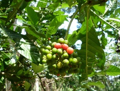 Psychotria grandis