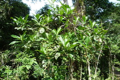Psychotria grandis