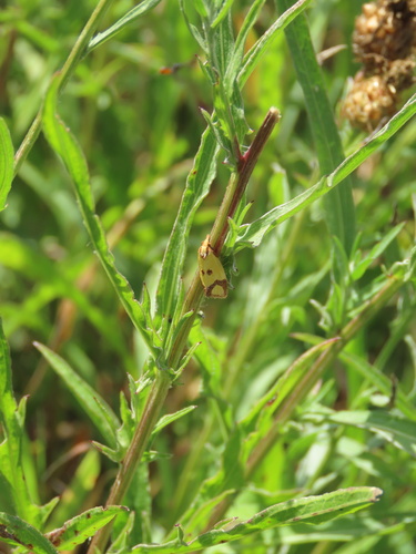 Knapweed Root Moth, Leipziger Auwald, Leipzig, Sachsen, DE, photo 9 of 10