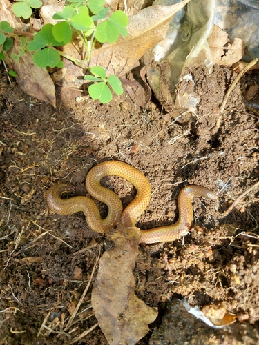 Photo of a Elliot's Earth Snake (Uropeltis ellioti)