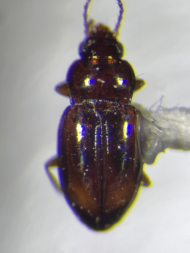 Elaphropus renoicus