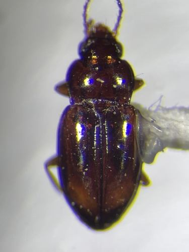 Elaphropus renoicus