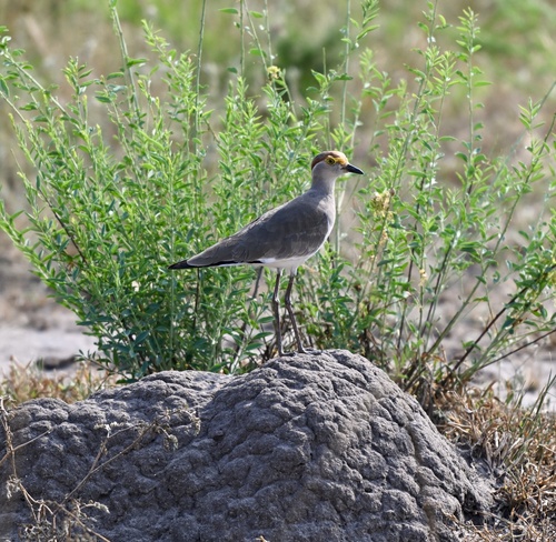Brown-chested Lapwing (Vanellus superciliosus), photo 5