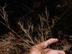 Aristida desmantha