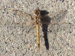 Sympetrum corruptum