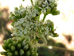 Psacalium radulifolium