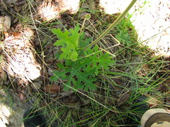 Psacalium radulifolium