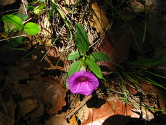 Ipomoea madrensis