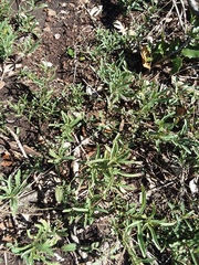 Dyschoriste linearis